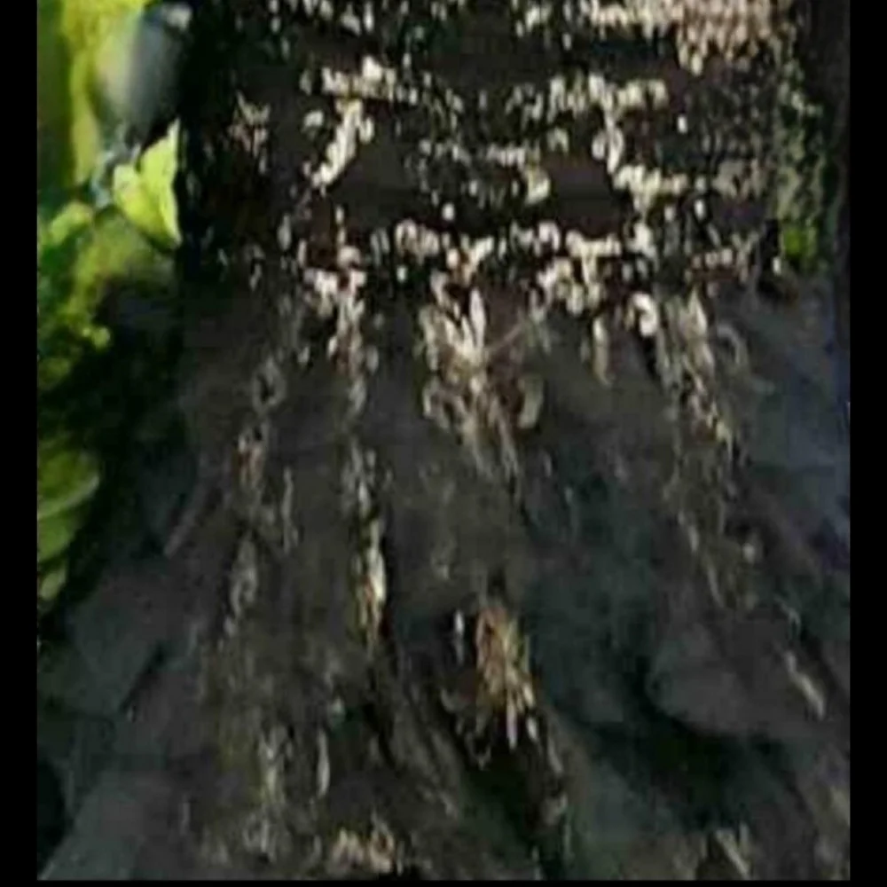 Jovani Black and Gold Embellished Gown - Picture 6 of 6